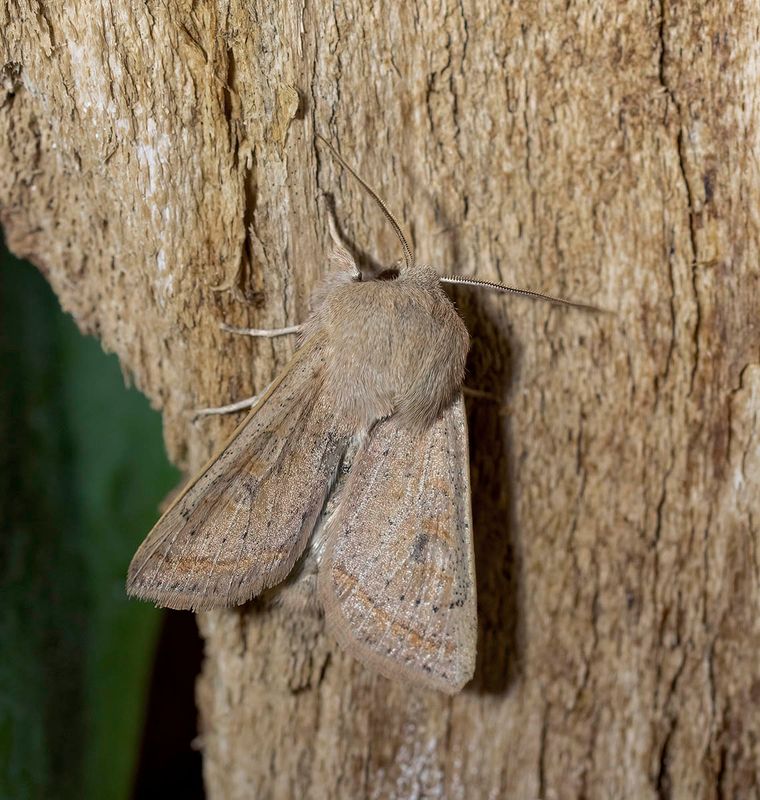 Powdered Quaker (Orthosia gracilis)