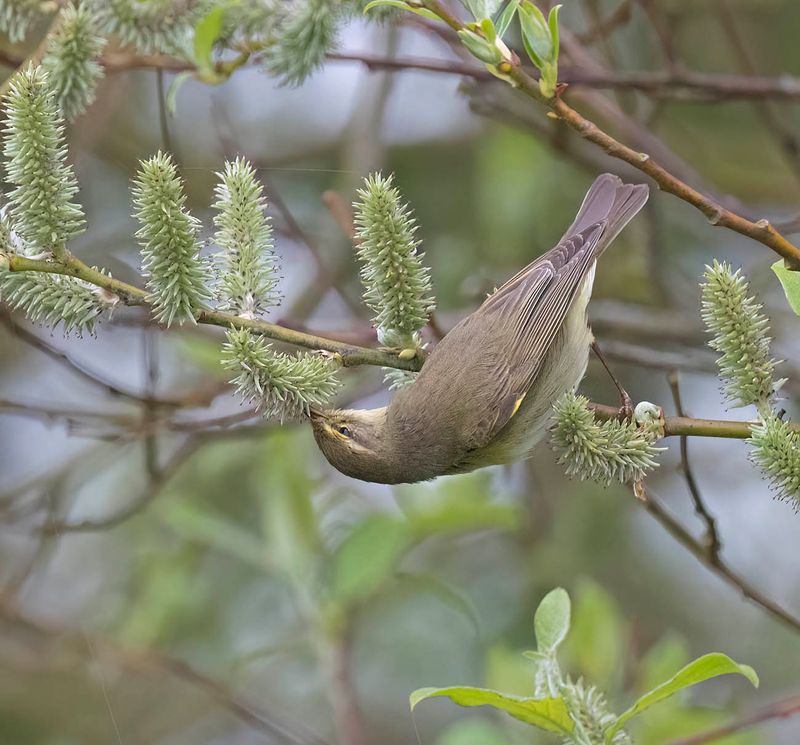 Willow Warbler