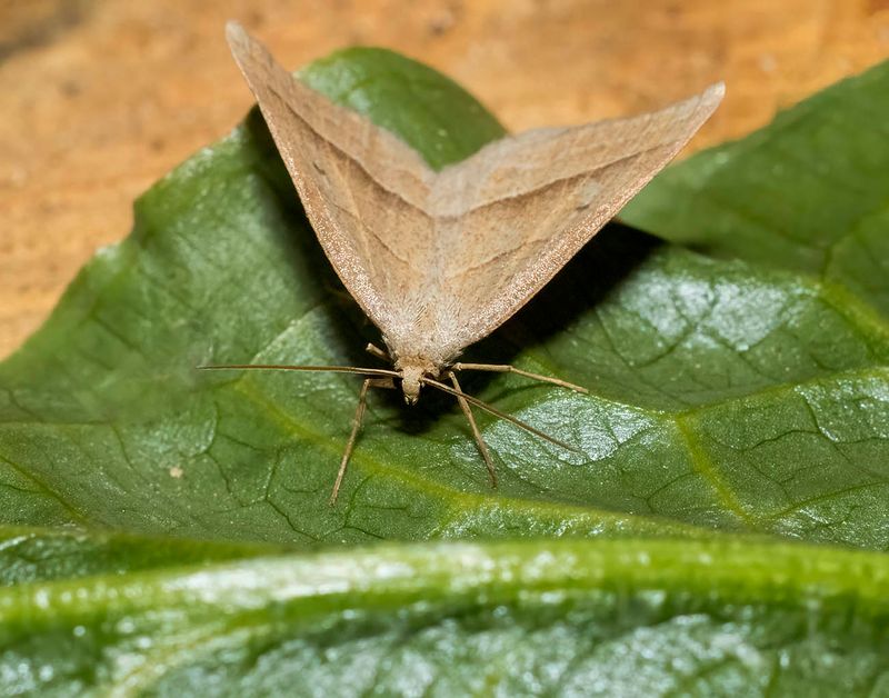 Brown Silver-line (Petrophora chlorosata)