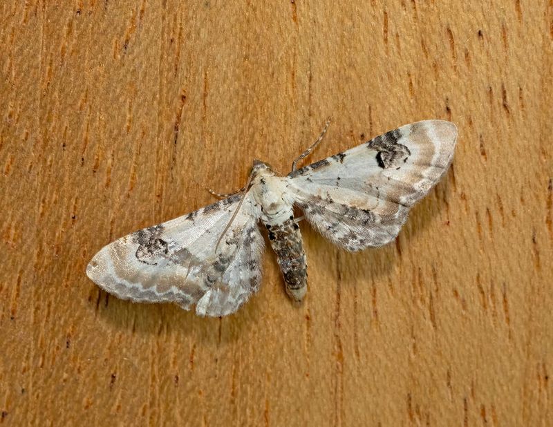 Lime-speck Pug (Eupithecia centaureata)