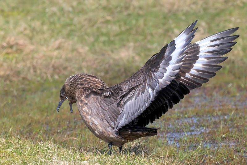 Great Skua