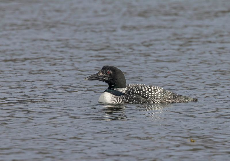 Great Northern Diver