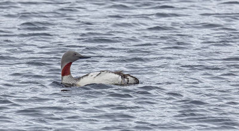 Red-throated Diver