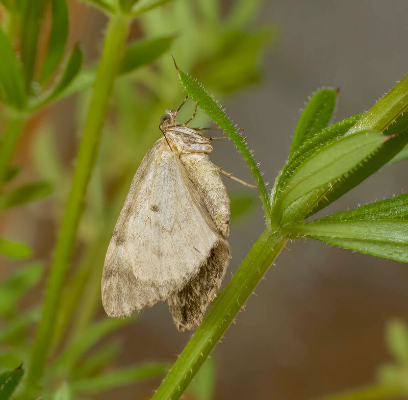 Spruce Carpet (Thera britannica)