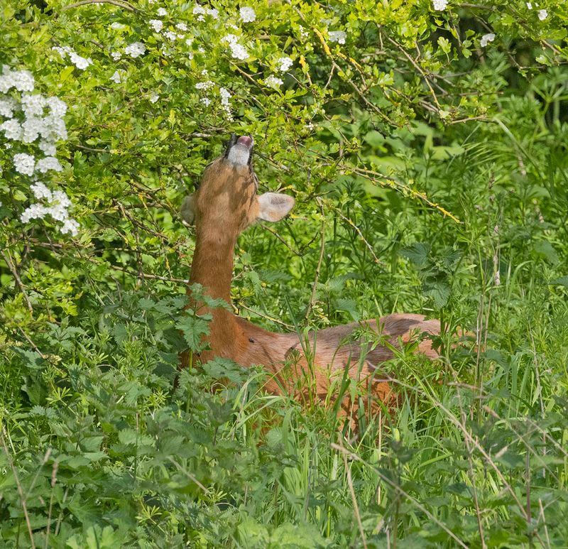 Roe buck