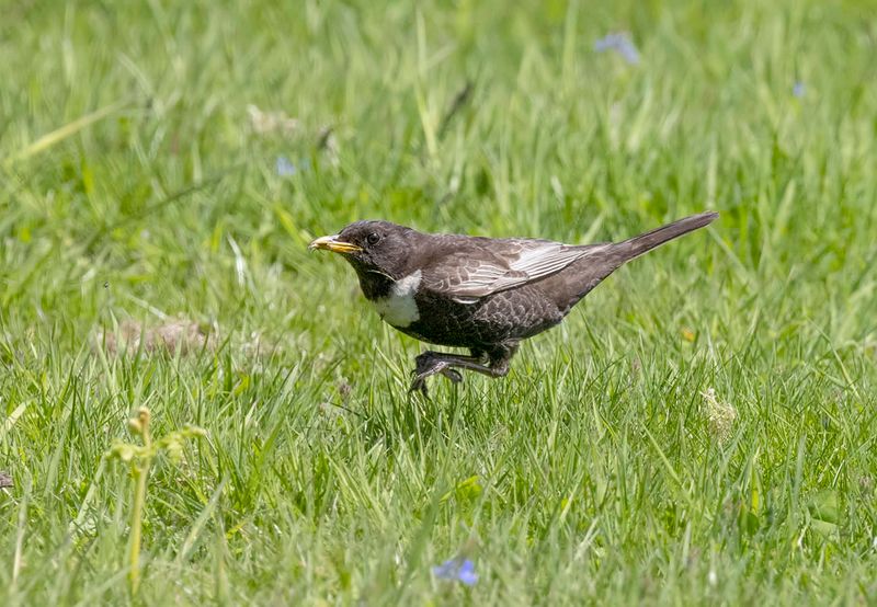 Ring Ouzel