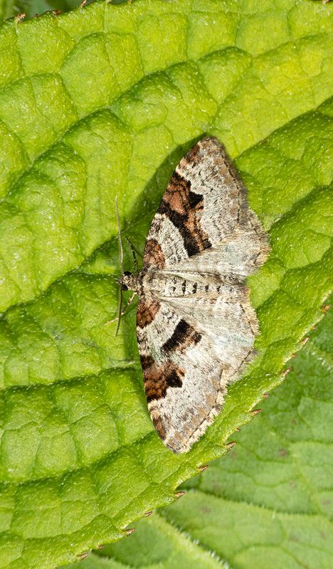 Flame Carpet (Xanthorhoe designata)
