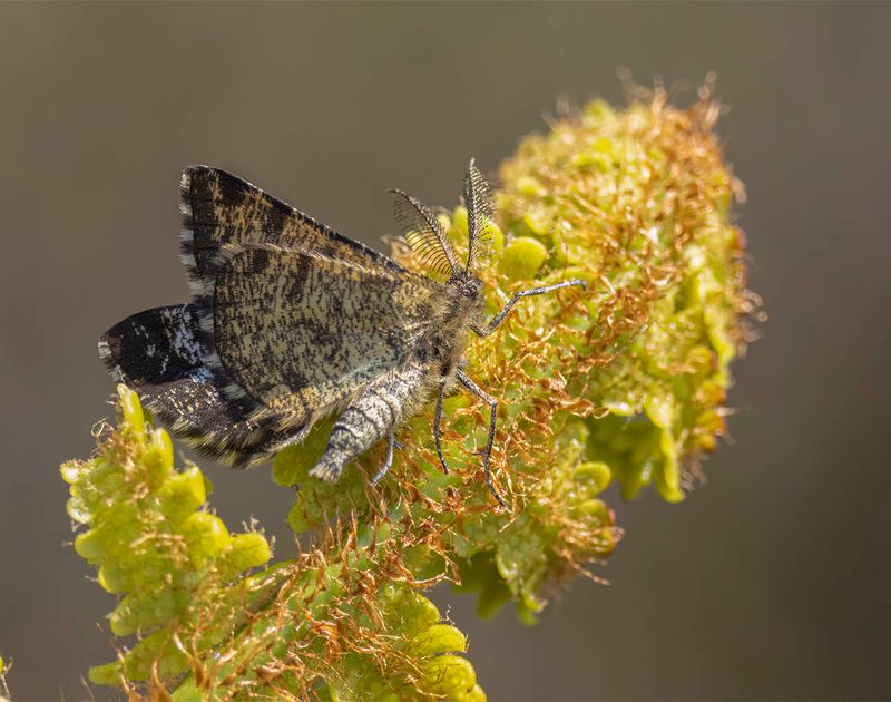 Common Heath (Ematurga atomaria)