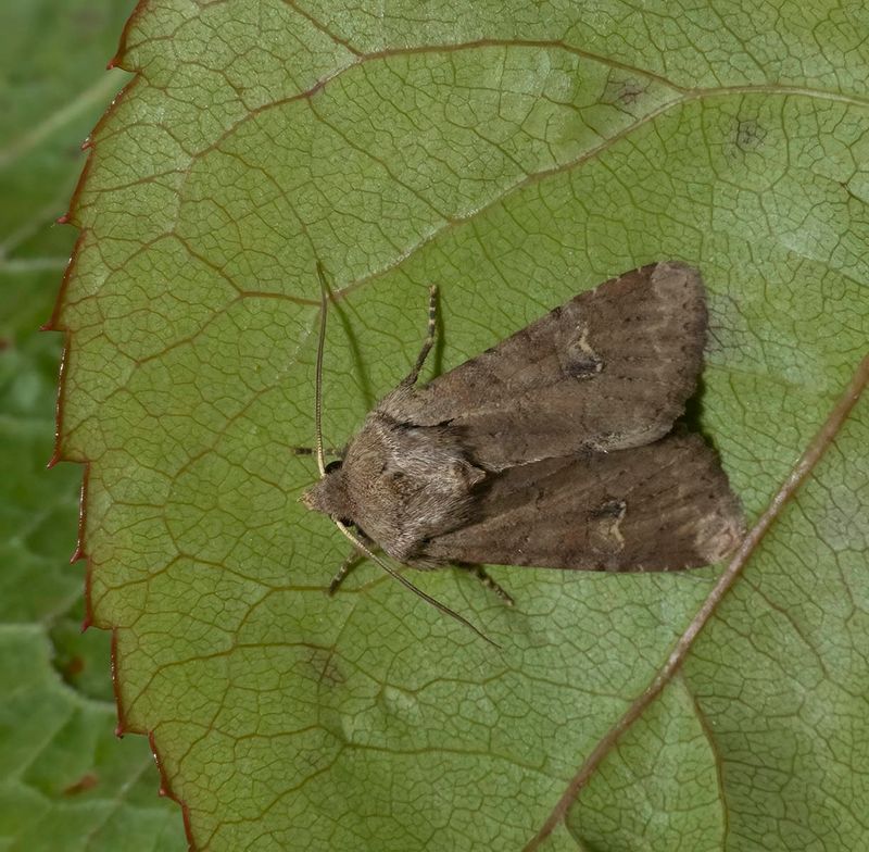 Rustic Shoulder-knot (Apamea sordens)