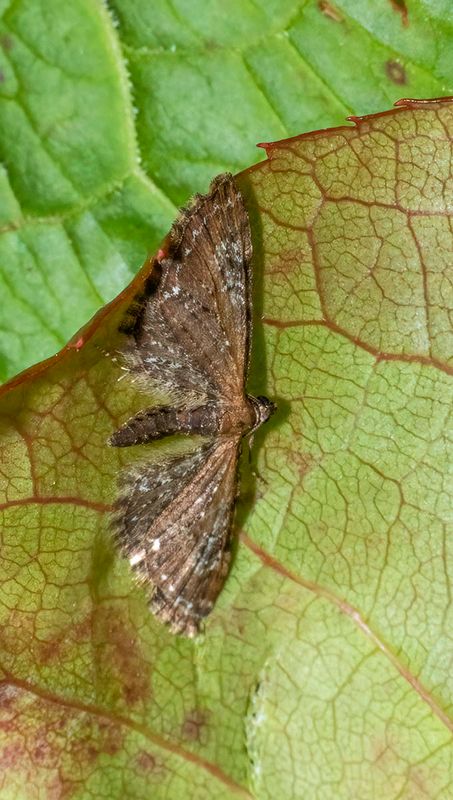 Common Pug (Eupithecia) vulgata)