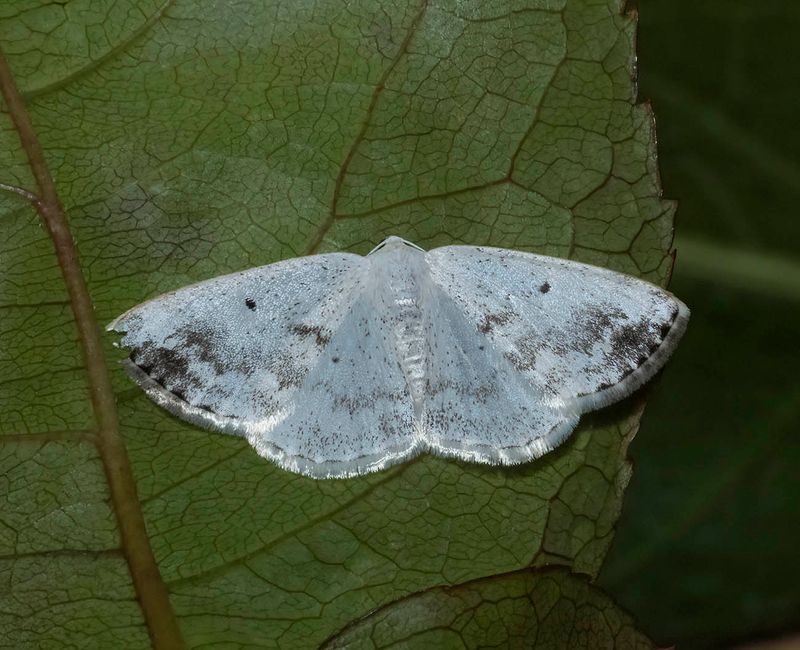 Clouded Silver (Lomographa temerata)