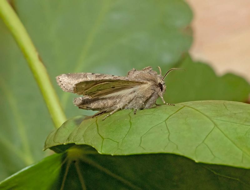 Rustic Shoulder-knot (Apamea sordens)