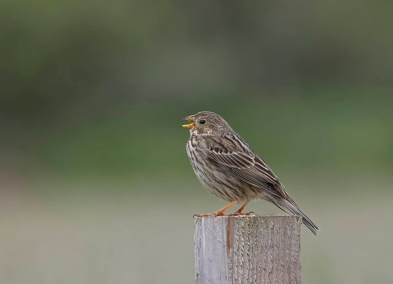 Corn Bunting