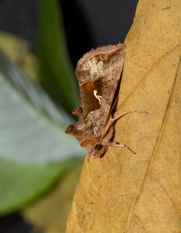 Plain Golden Y (Autographa jota)