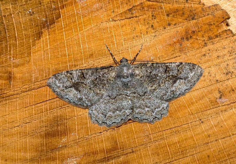 Mottled Beauty (Alcis repandata) 