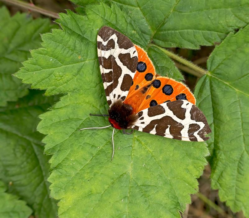 Garden Tiger (Arctia caja)