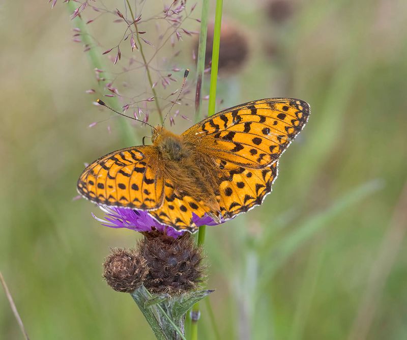 Dark Green Fritillary (Speyeria aglaja)