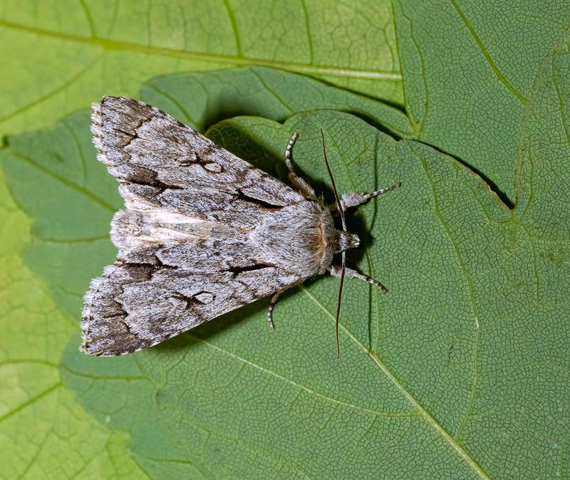 Grey Dagger (Acronicta psi)