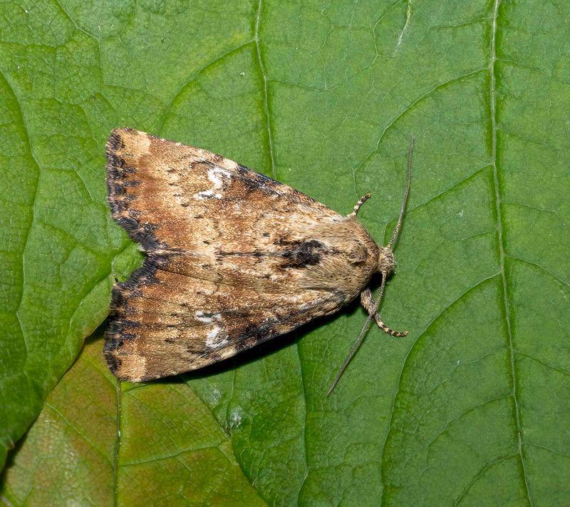Slender Brindle (Apamea scolopacina)