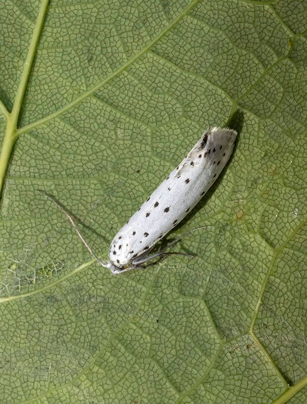 Spindle Ermine (Yponomeuta cagnagella)