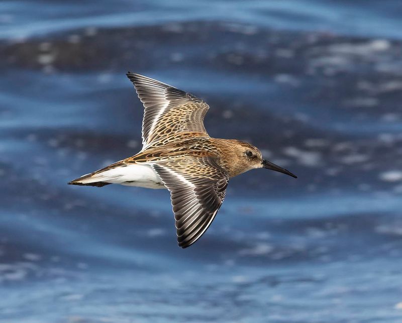 Dunlin (juvenile)
