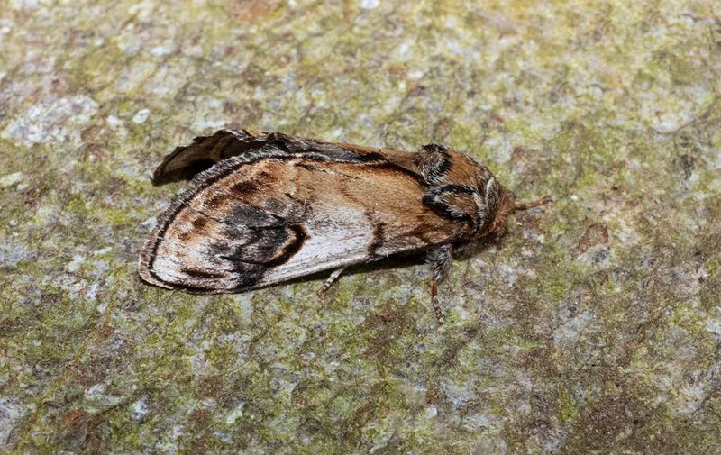 Pebble Prominent (Notodonta ziczac)