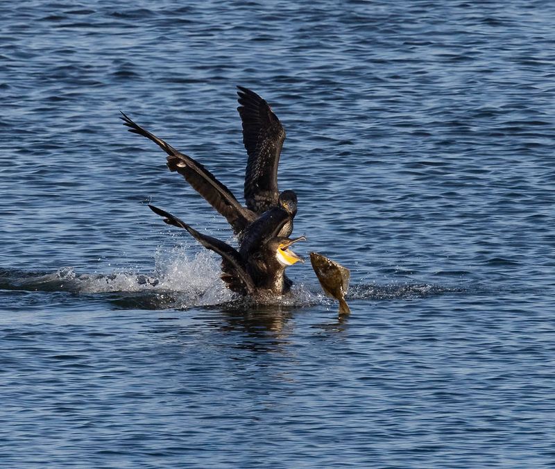 Cormorant