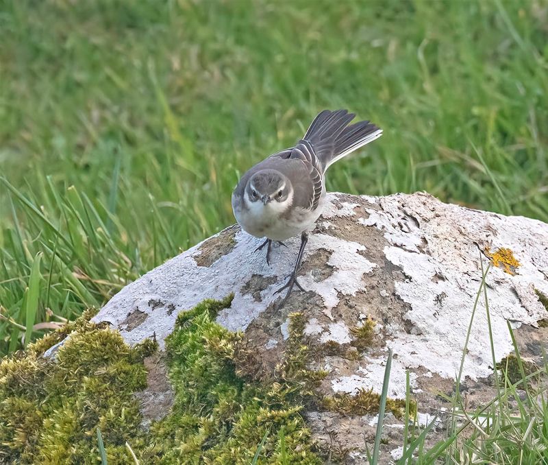 Eastern Yellow Wagtail