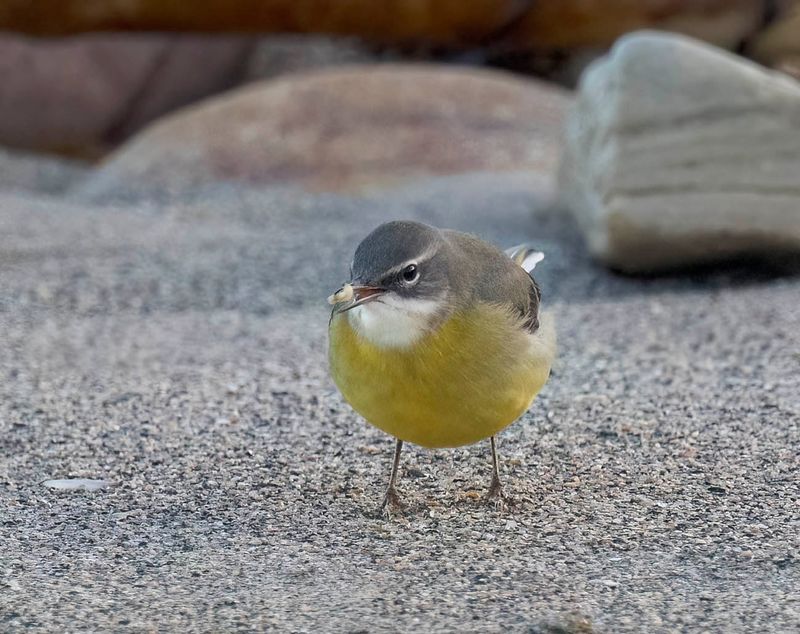 Grey Wagtail