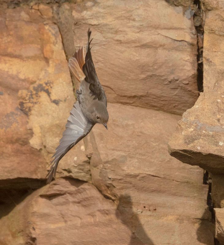 Black Redstart