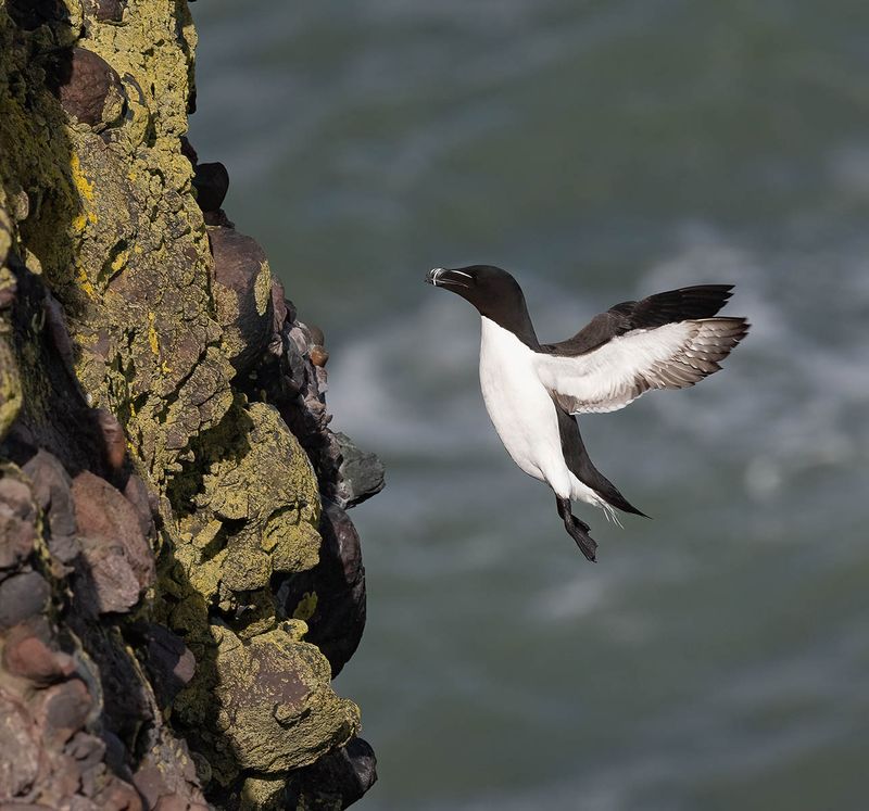 Razorbill