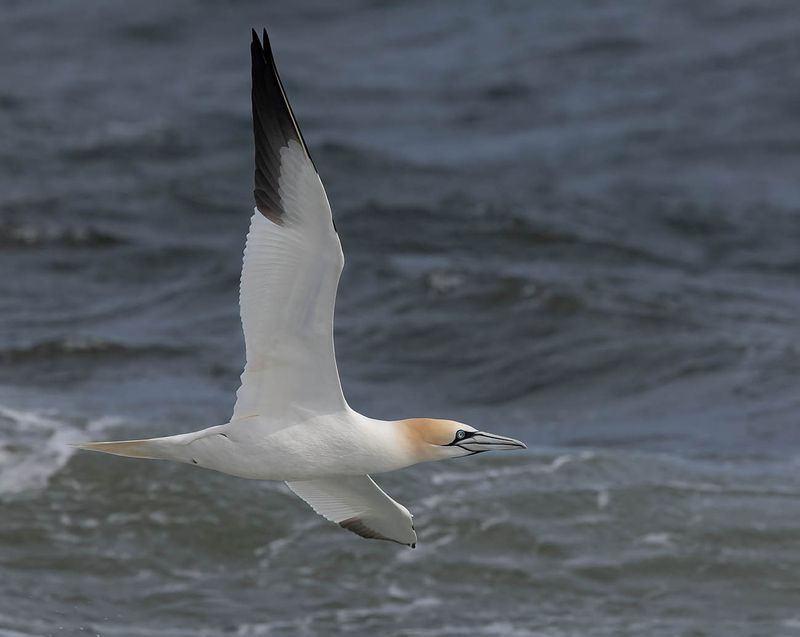 Gannet