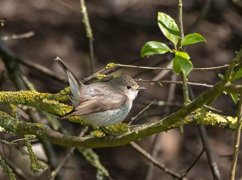 Red-breasted Flycatcher