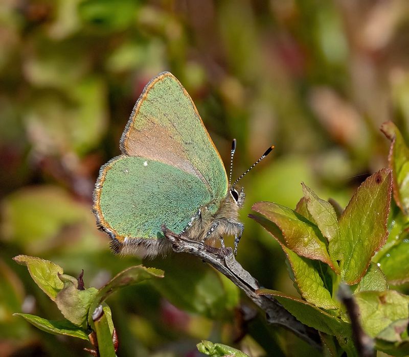 Green Hairstreak (Callophrys rubi)