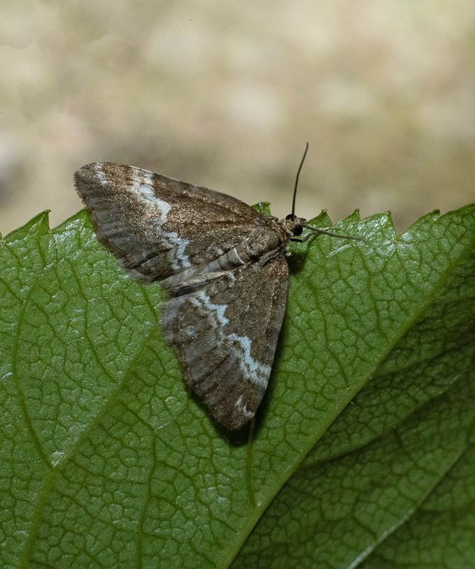 Rivulet (Perizoma affinitata)