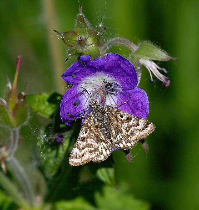 Mother Shipton (Callistege mi)