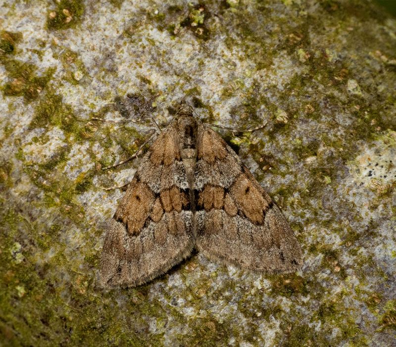 Grey Pine Carpet (Thera obeliscata)