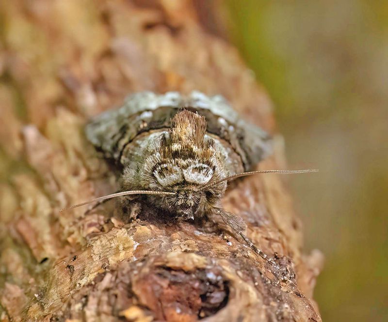 Spectacle (Abrostola tripartita)