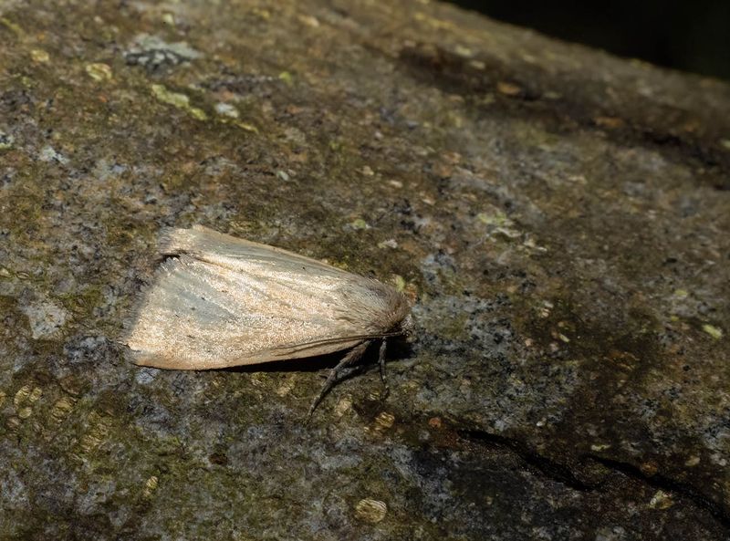Small Dotted Bluff (Photedes minima)
