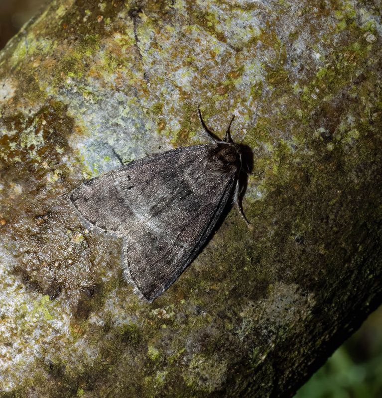 Common Lutestring (Ochropacha duplaris)