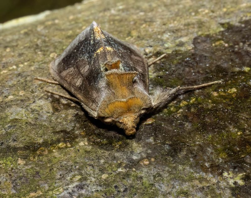 Burnished Brass (Diachrysia chrysitis)