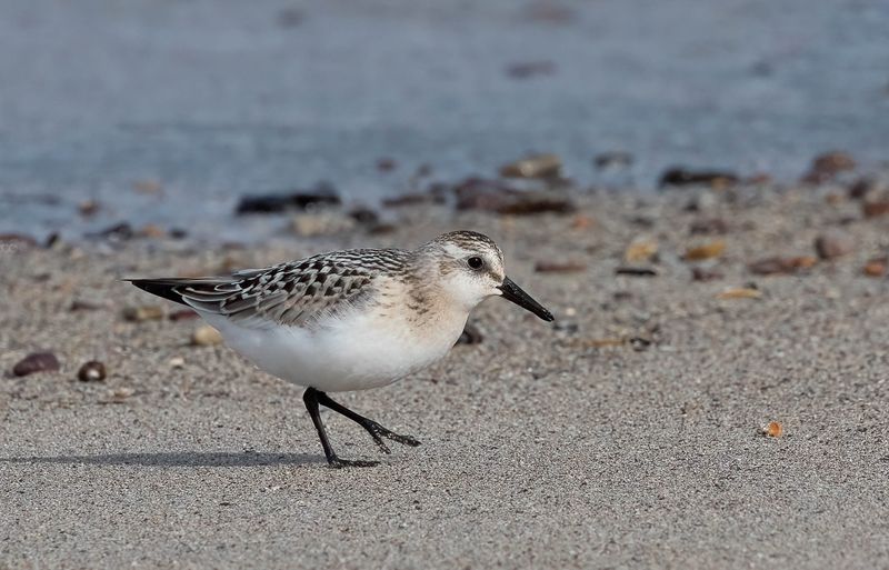 Sanderling (juvenile)