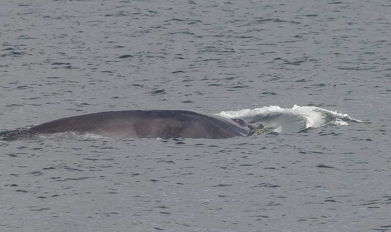 Minke Whale