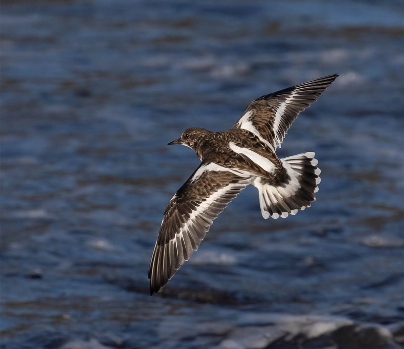 Turnstone