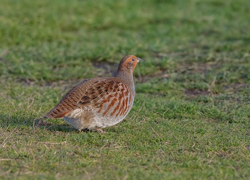 Grey Partridge