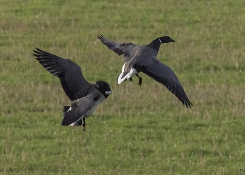 Pale-bellied Brent chasing Dark-bellied