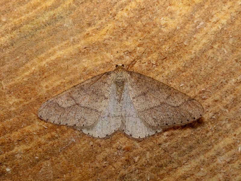 Dotted Border (Agriopis marginaria)