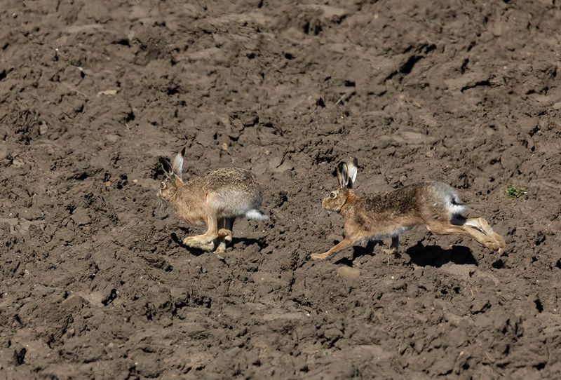 Hares