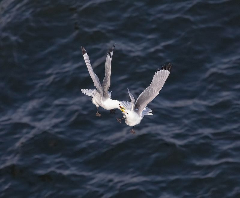 Kittiwakes