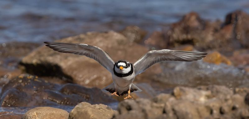 Ringed Plover